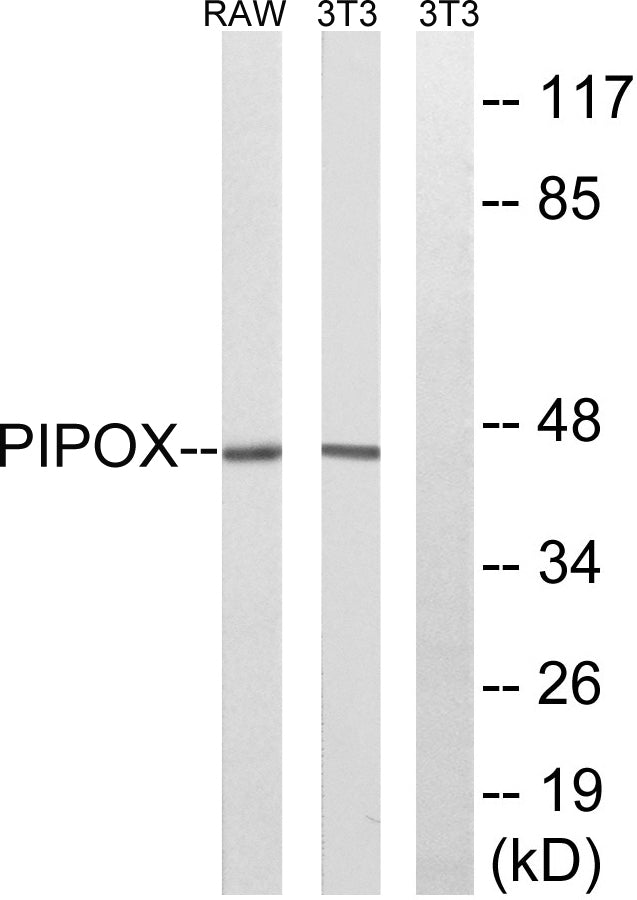 PIPOX Rabbit Polyclonal Antibody
