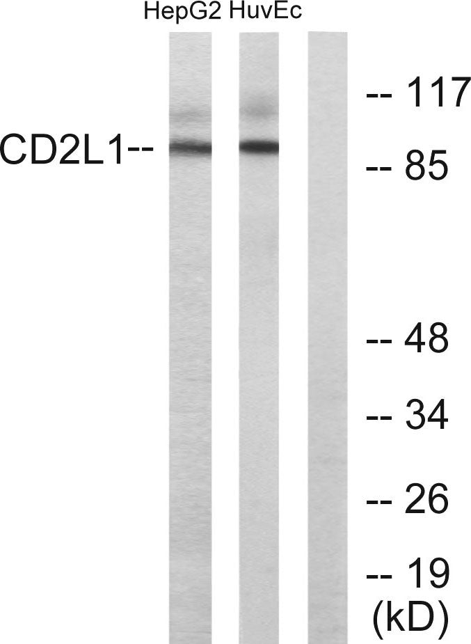 PITSLRE Rabbit Polyclonal Antibody