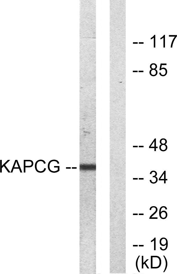 PKAγ cat Rabbit Polyclonal Antibody