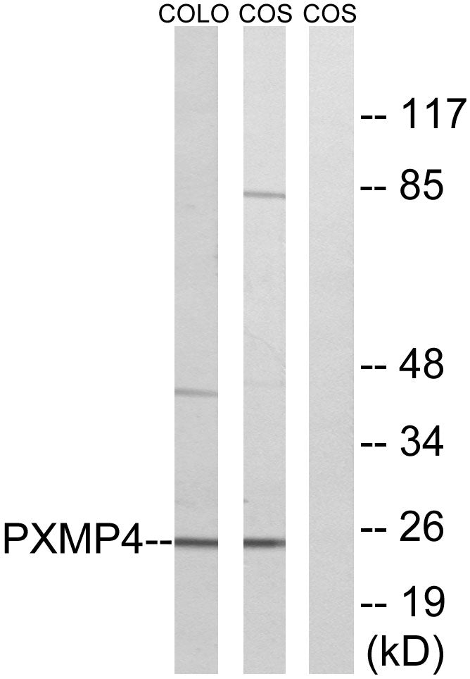 Pmp24 Rabbit Polyclonal Antibody