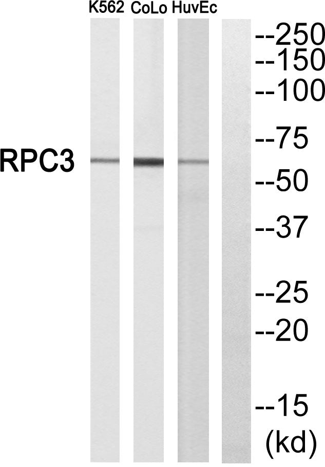 POLR3C Rabbit Polyclonal Antibody