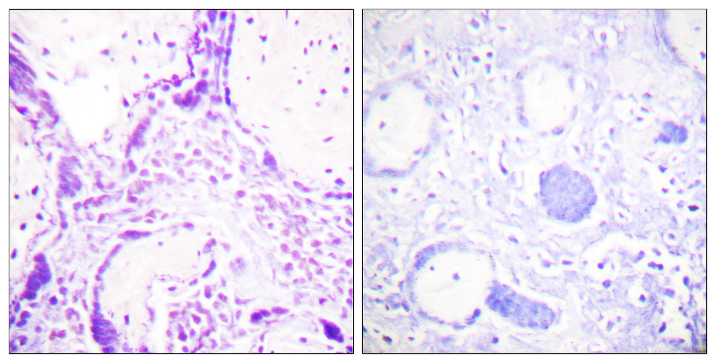 PPAR-γ Rabbit Polyclonal Antibody