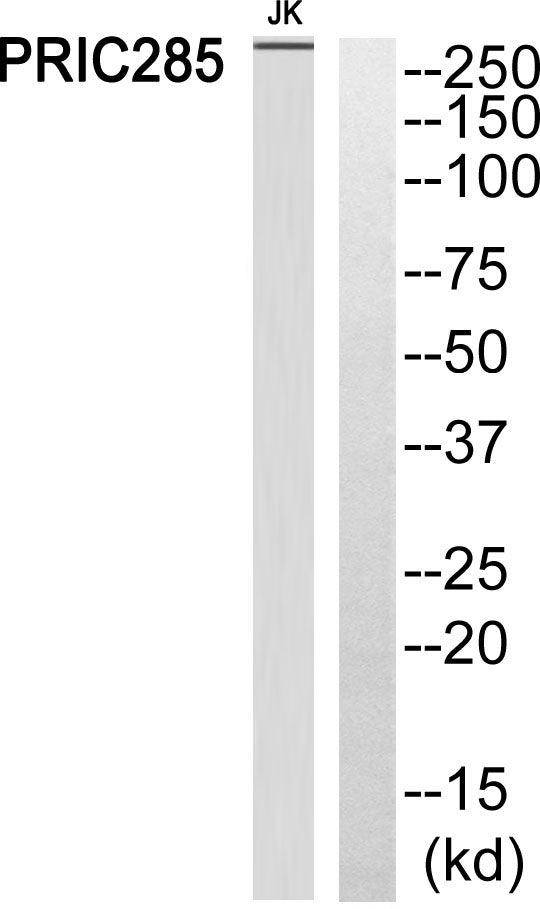 PRIC285 Rabbit Polyclonal Antibody