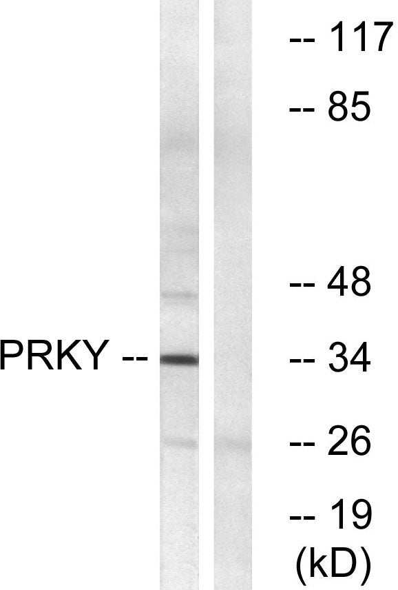 PRKY Rabbit Polyclonal Antibody