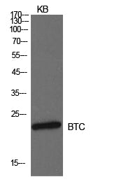 Probetacellulin Rabbit Polyclonal Antibody
