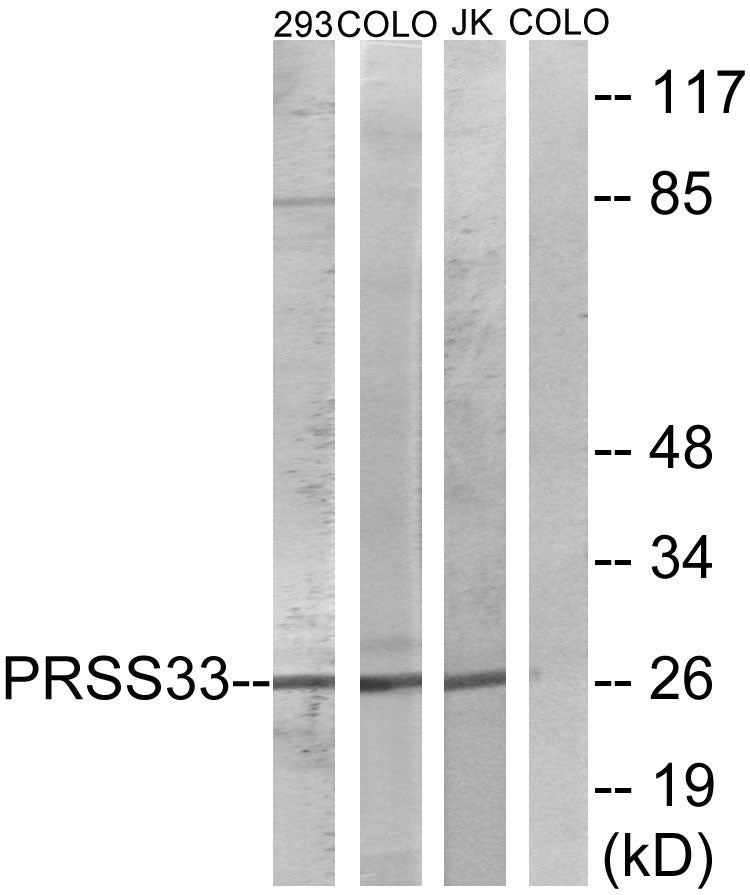 PRSS33 Rabbit Polyclonal Antibody