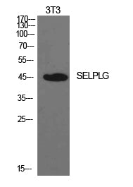 PSGL-1 Rabbit Polyclonal Antibody
