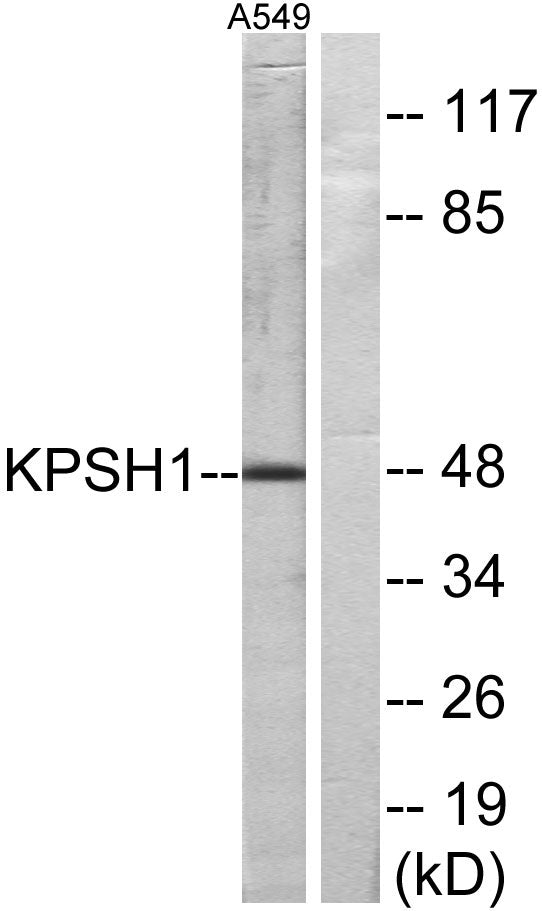 PSK-H1 Rabbit Polyclonal Antibody