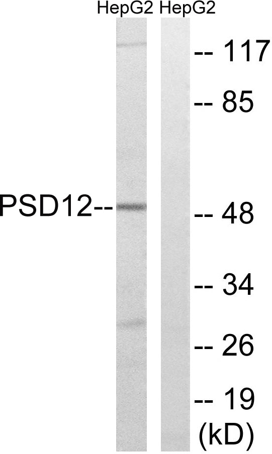 PSMD12 Rabbit Polyclonal Antibody