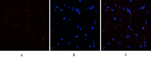 PTEN Rabbit Polyclonal Antibody