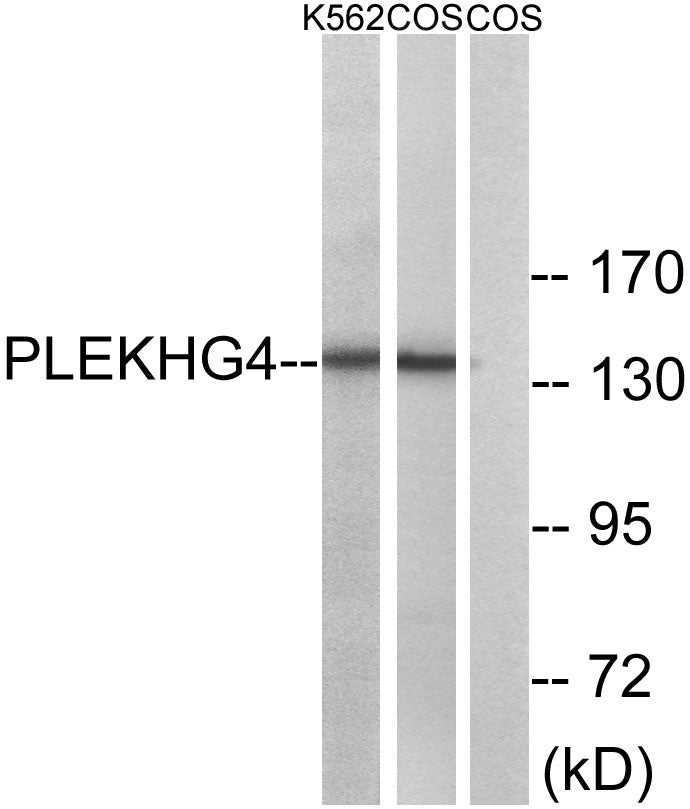 Puratrophin 1 Rabbit Polyclonal Antibody