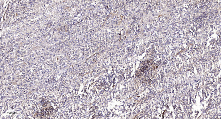 Rab 1B Rabbit Polyclonal Antibody