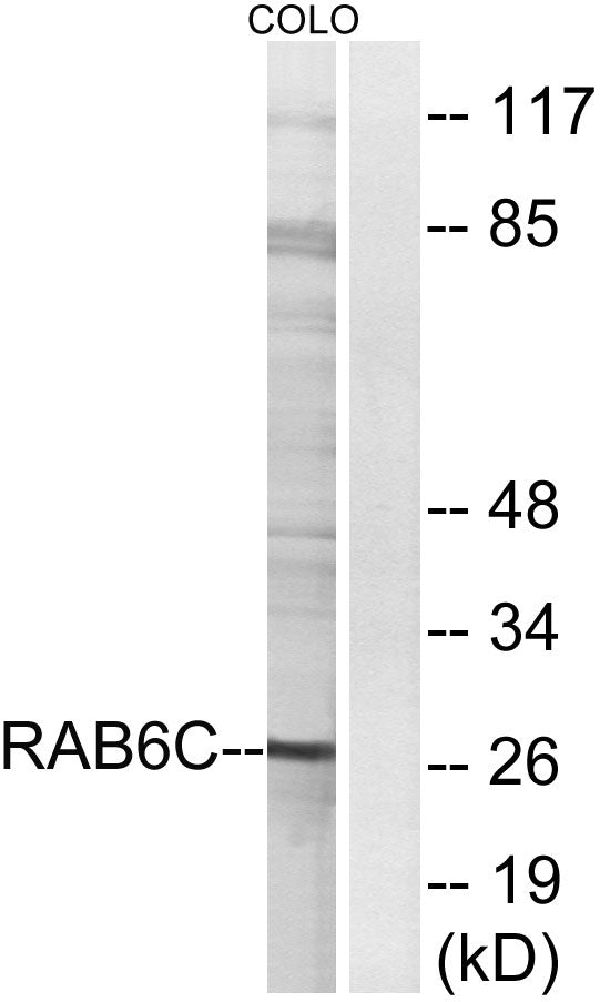 Rab 6C Rabbit Polyclonal Antibody