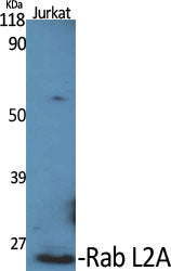 Rab L2A Rabbit Polyclonal Antibody