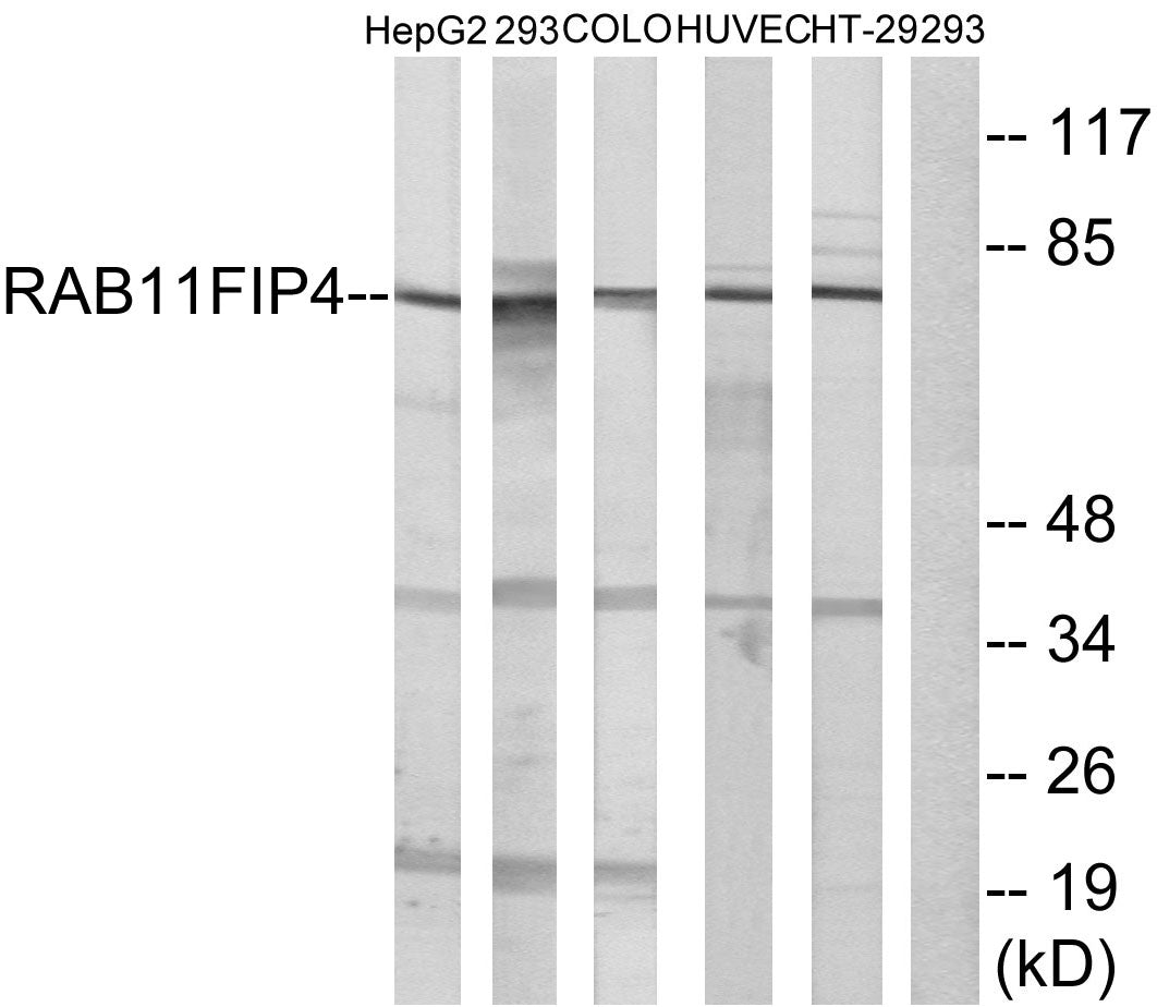 Rab11-FIP4 Rabbit Polyclonal Antibody