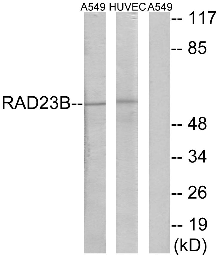Rad23B Rabbit Polyclonal Antibody