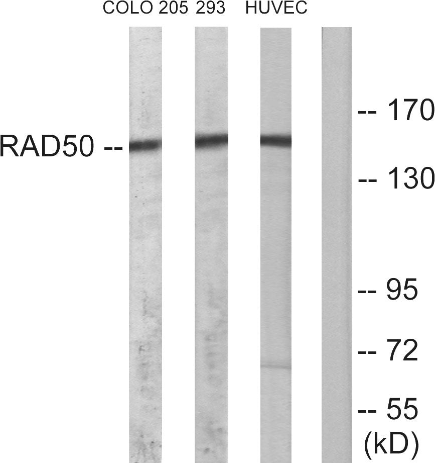Rad50 Rabbit Polyclonal Antibody
