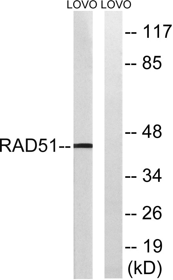 Rad51 Rabbit Polyclonal Antibody