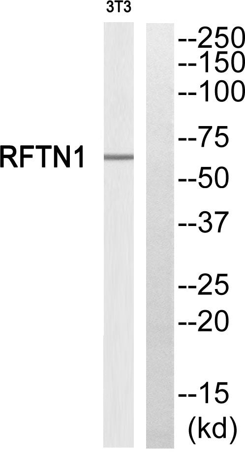 Raftlin Rabbit Polyclonal Antibody
