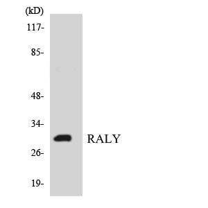 Raly Rabbit Polyclonal Antibody