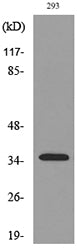 RANKL Rabbit Polyclonal Antibody