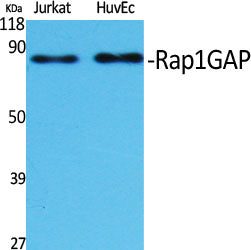Rap1GAP Rabbit Polyclonal Antibody