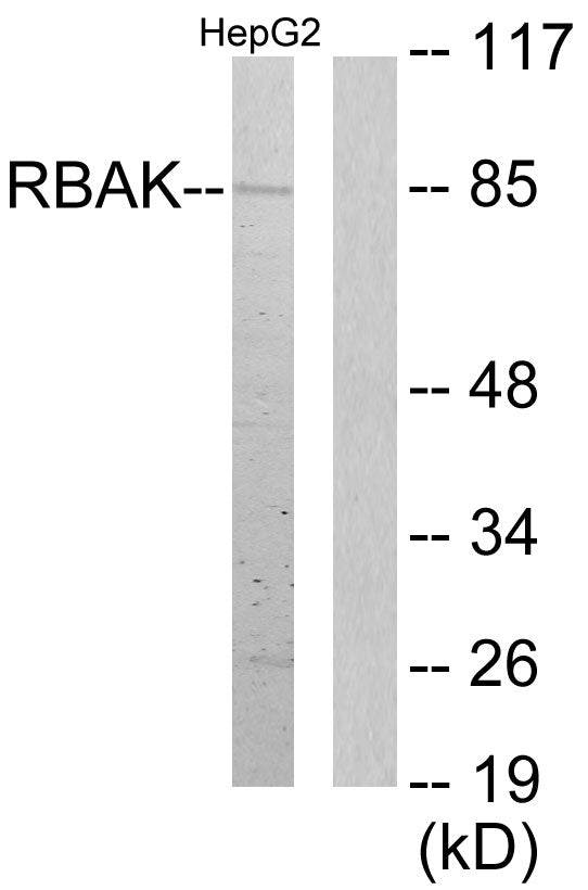 RBAK Rabbit Polyclonal Antibody