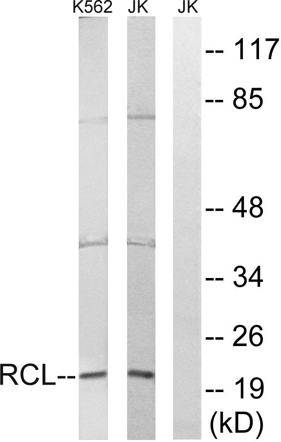 RCL Rabbit Polyclonal Antibody