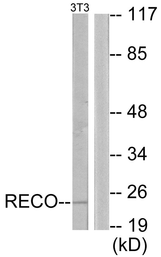 Recoverin Rabbit Polyclonal Antibody