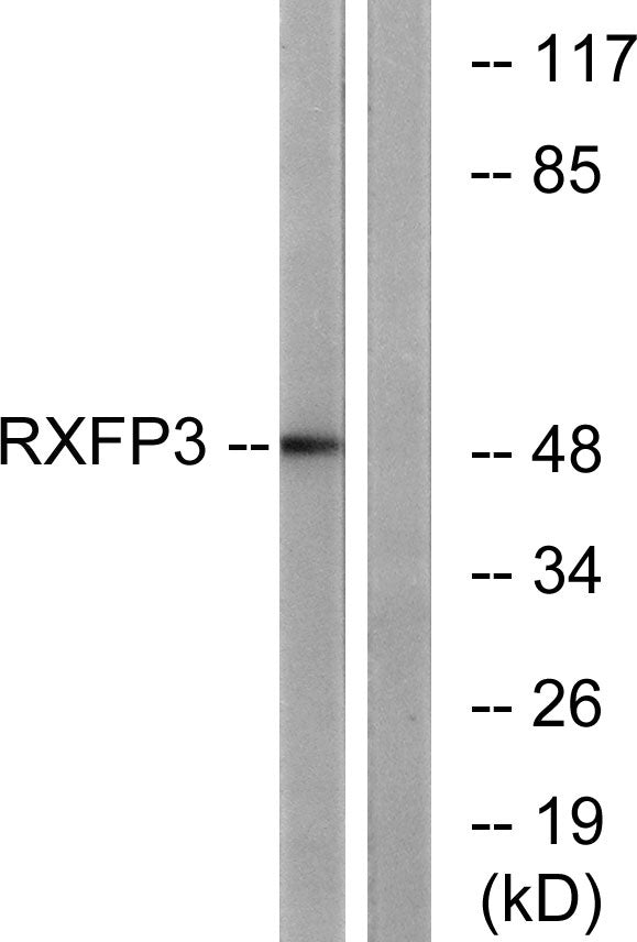 Relaxin Receptor 3 Rabbit Polyclonal Antibody