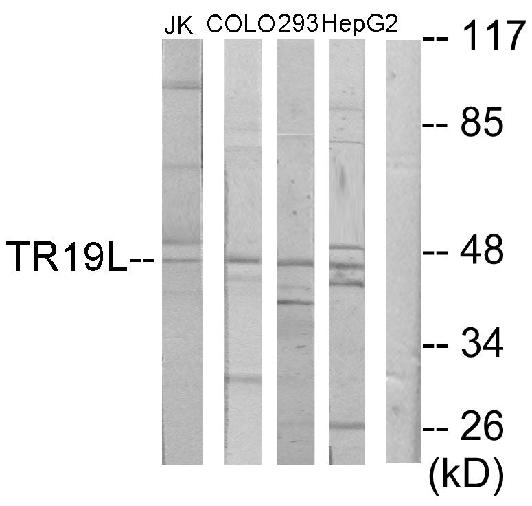 RELT Rabbit Polyclonal Antibody