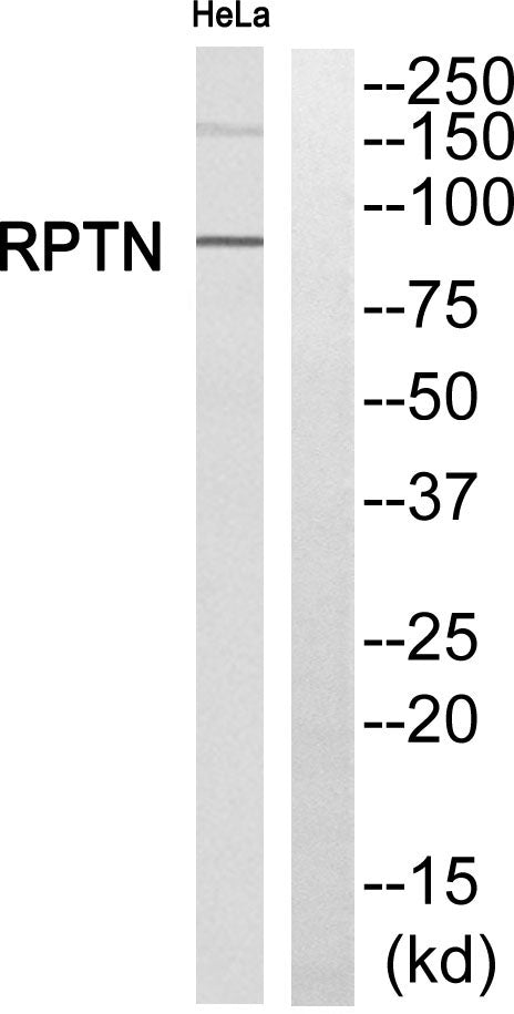 Repetin Rabbit Polyclonal Antibody