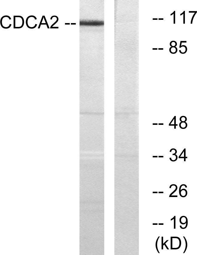 Repo-Man Rabbit Polyclonal Antibody