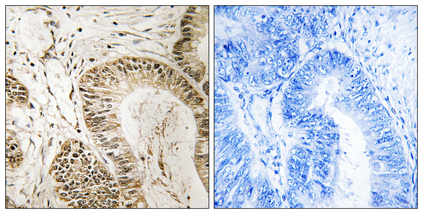 RGS1 Rabbit Polyclonal Antibody