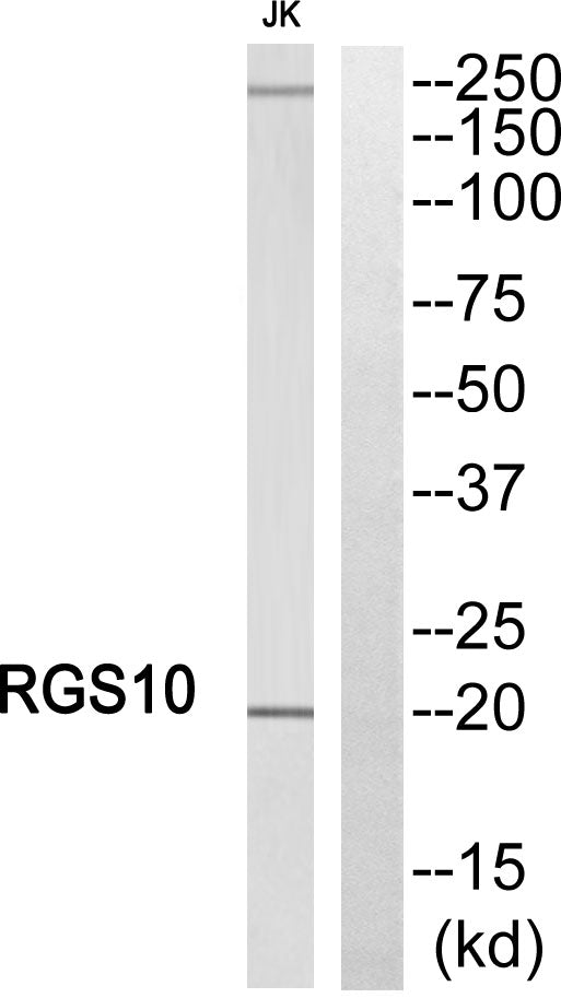 RGS10 Rabbit Polyclonal Antibody