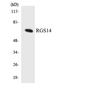 RGS14 Rabbit Polyclonal Antibody