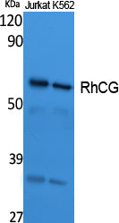 RhCG Rabbit Polyclonal Antibody