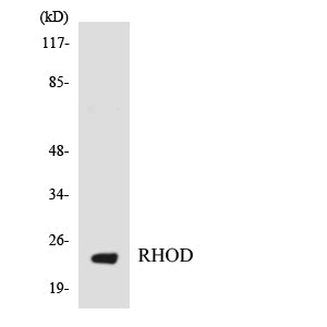 Rho D Rabbit Polyclonal Antibody