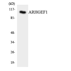 RhoGEF p115 Rabbit Polyclonal Antibody
