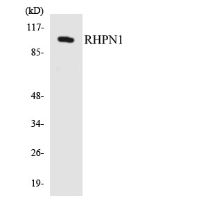Rhophilin Rabbit Polyclonal Antibody