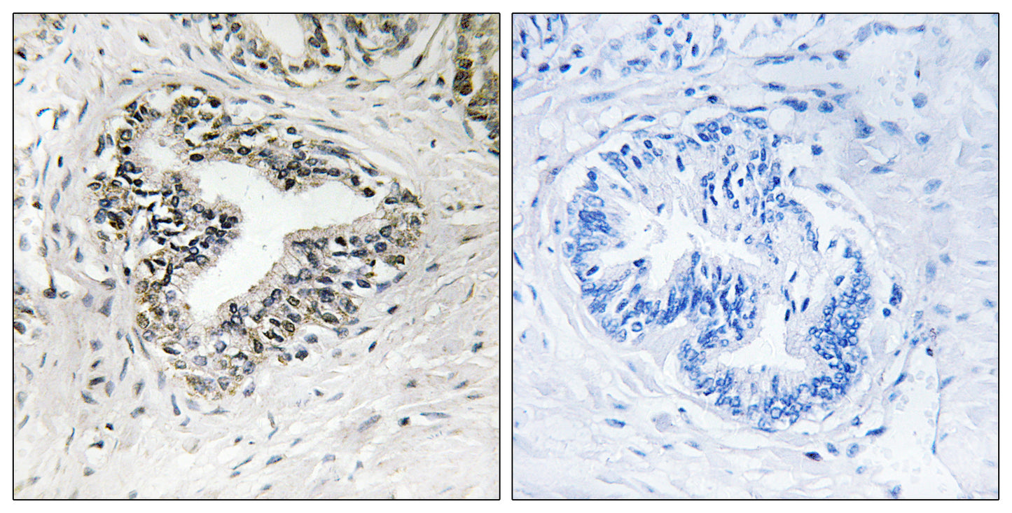 Ribosomal Protein L30 Rabbit Polyclonal Antibody