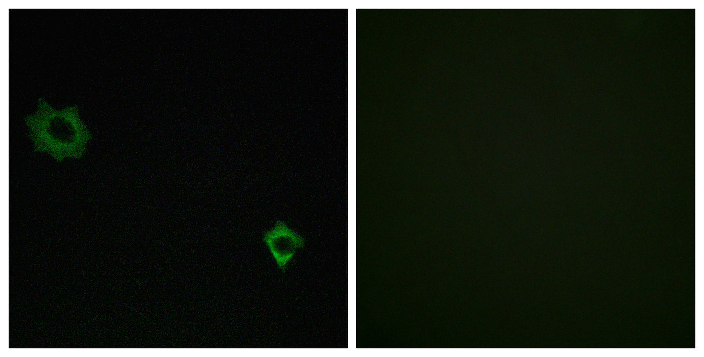 Ribosomal Protein L34 Rabbit Polyclonal Antibody