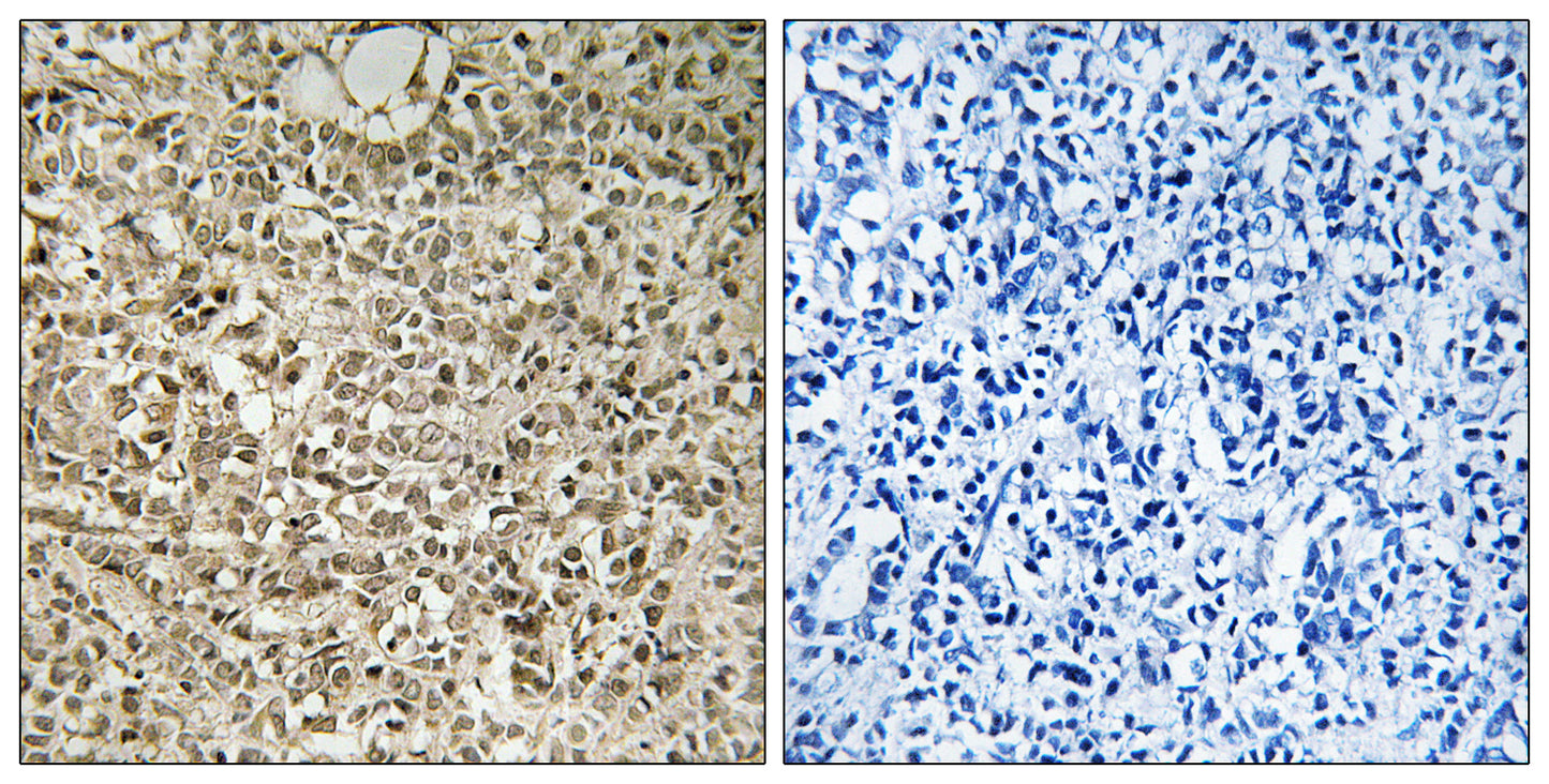 Ribosomal Protein L40 Rabbit Polyclonal Antibody