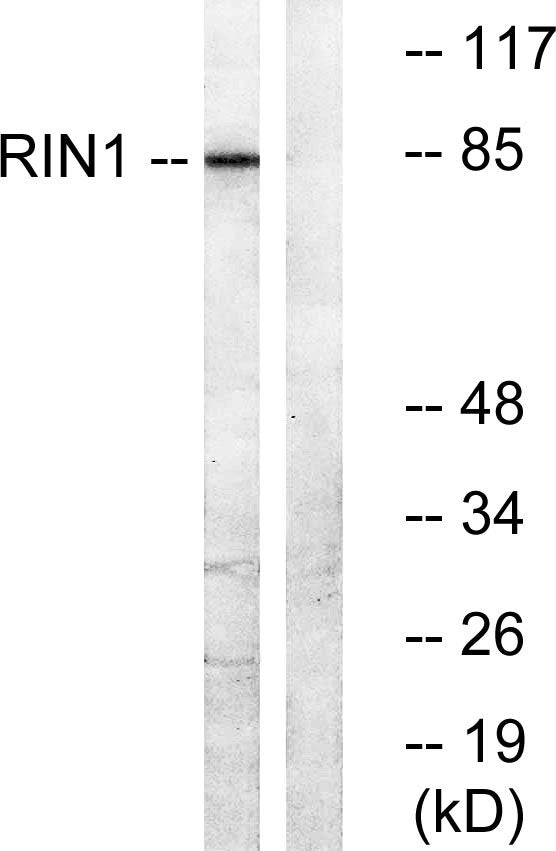 RIN1 Rabbit Polyclonal Antibody