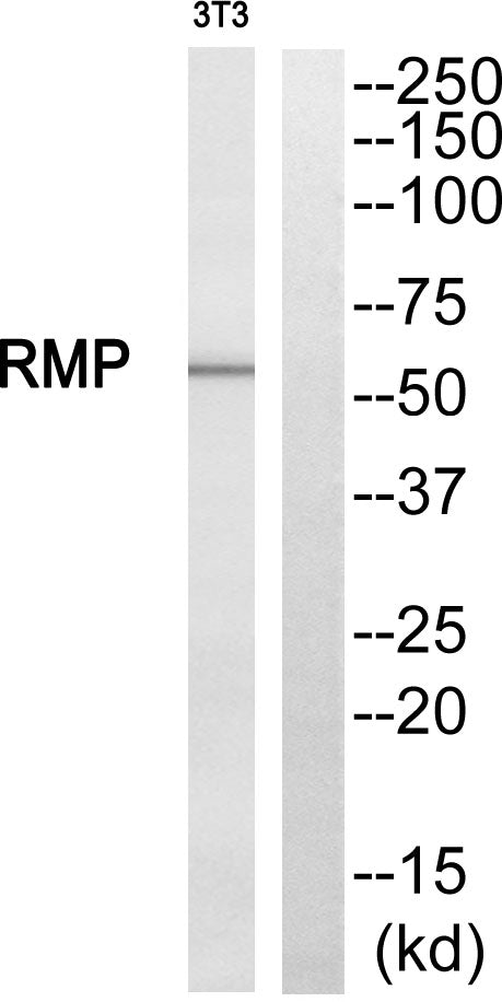 RMP Rabbit Polyclonal Antibody