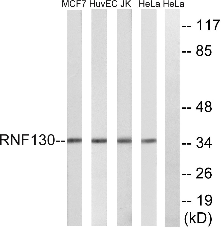 RNF130 Rabbit Polyclonal Antibody