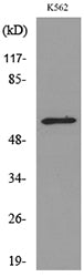 RUNX2 Rabbit Polyclonal Antibody