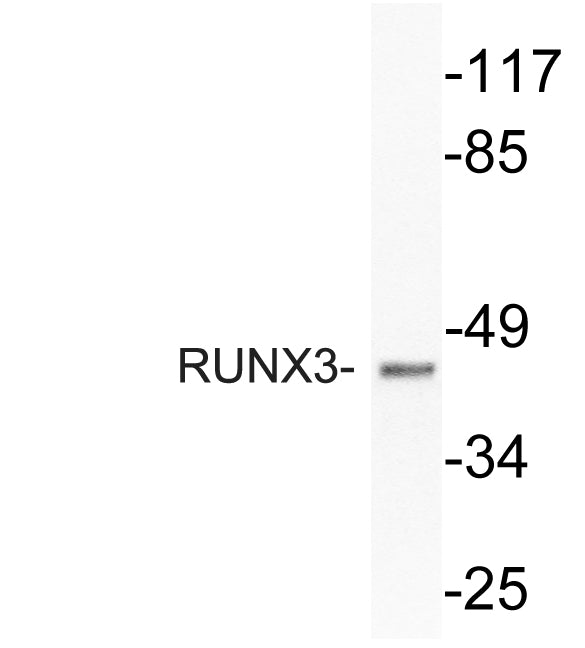 RUNX3 Rabbit Polyclonal Antibody