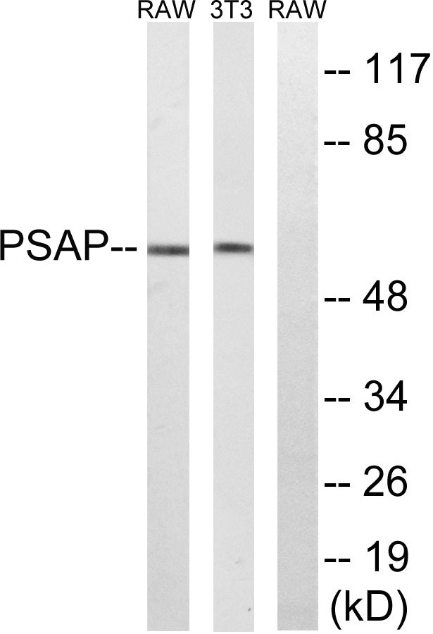 Saposin Rabbit Polyclonal Antibody