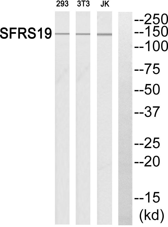 SCAF1 Rabbit Polyclonal Antibody